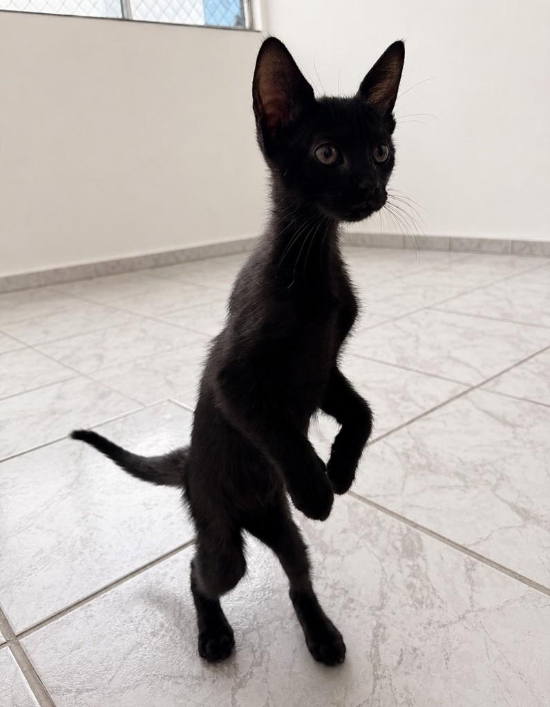 Anastácia, gata de porte pequeno para adoção em Brasília - DF