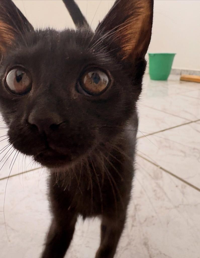 Anastácia, gata de porte pequeno para adoção em Brasília - DF — foto 2 de 2