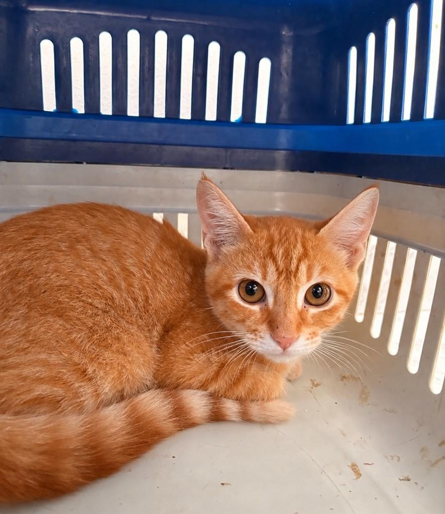 Thor, gato de porte pequeno para adoção em Brasília - DF