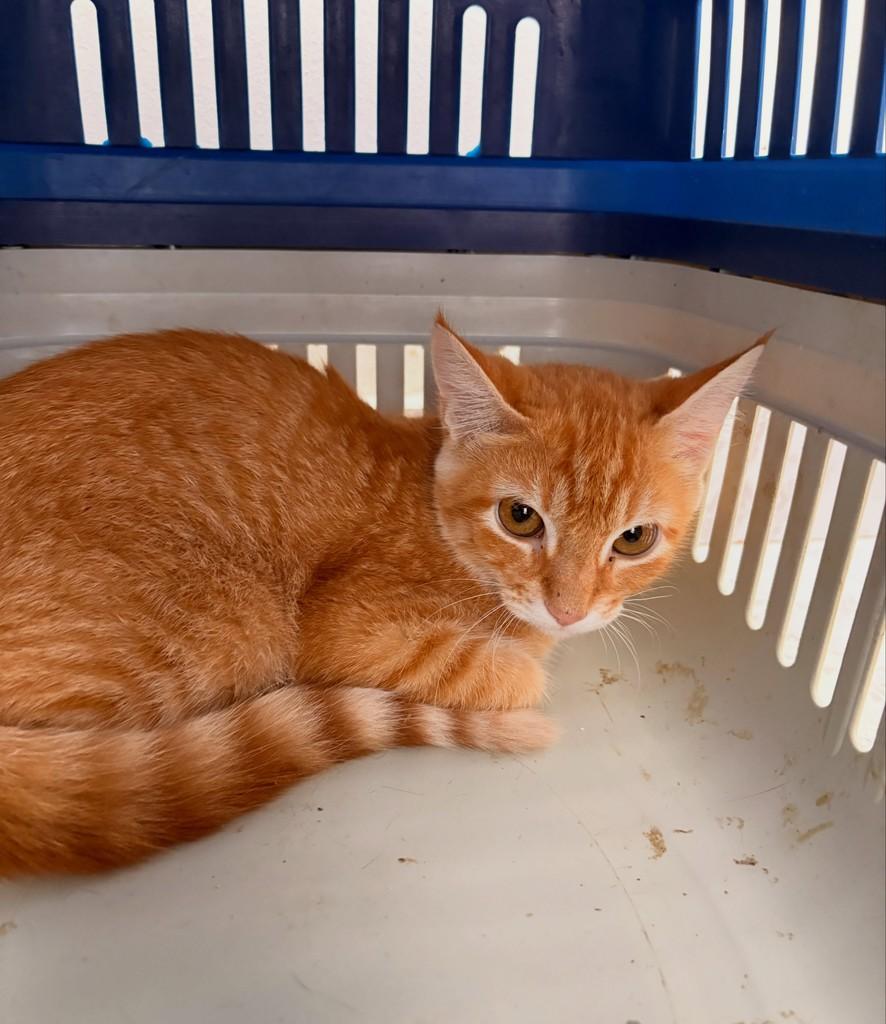 Thor, gato de porte pequeno para adoção em Brasília - DF — foto 2 de 3