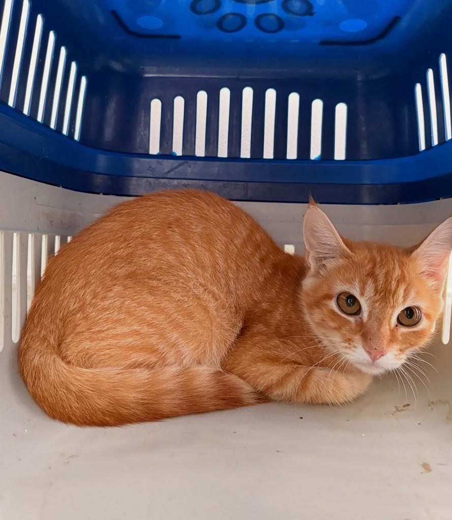 Thor, gato de porte pequeno para adoção em Brasília - DF — foto 3 de 3