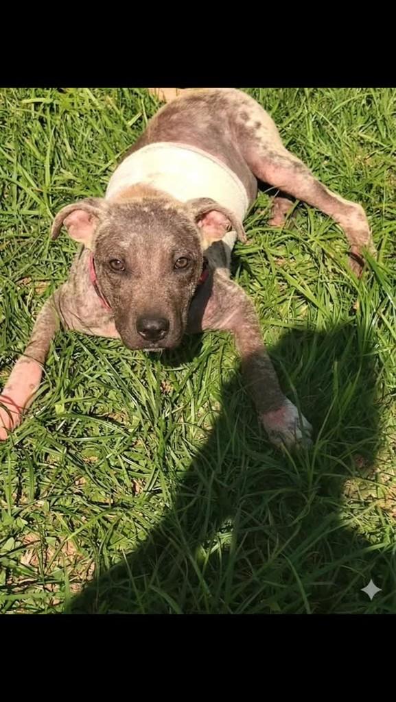Mel, cadela de porte pequeno para adoção em Florianópolis - SC