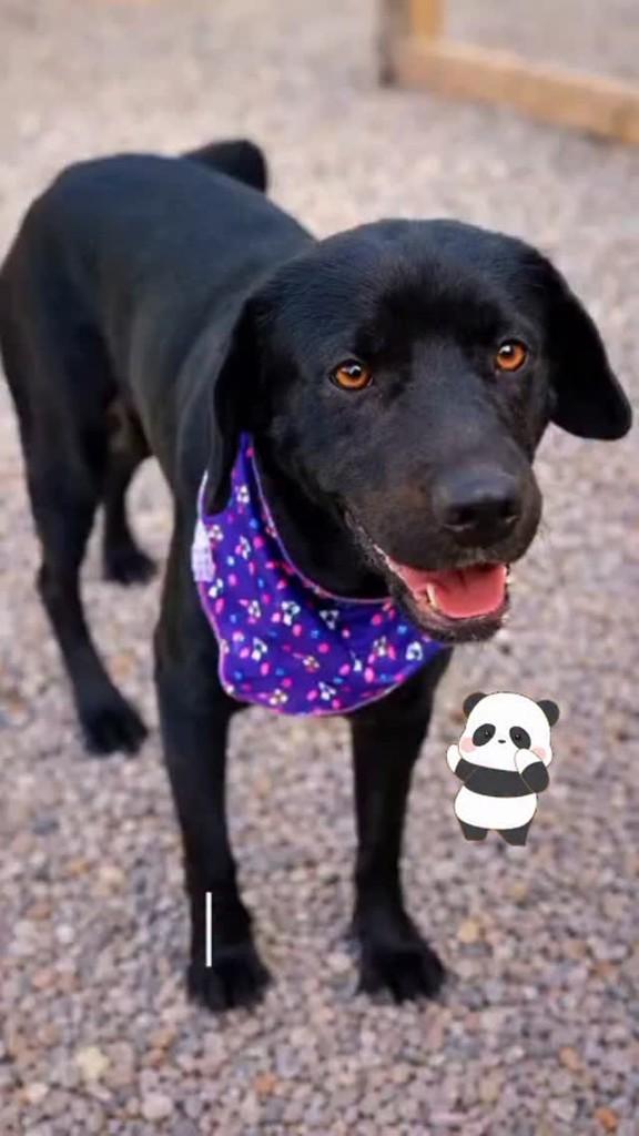 Lola, cachorro de porte médio para adoção em Florianópolis - SC
