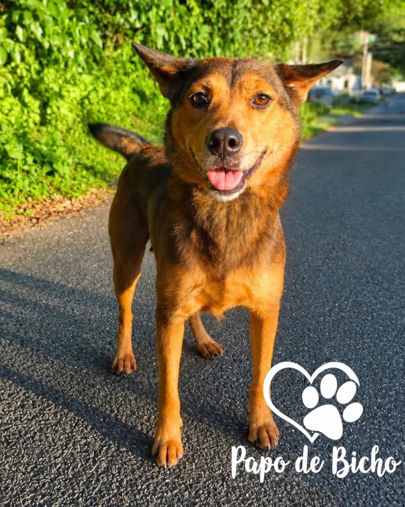 Cacau, cachorro de porte médio para adoção em Florianópolis - SC