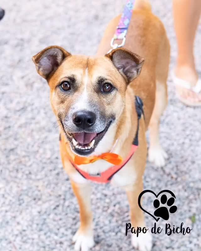 Vicente, cachorro de porte médio para adoção em Florianópolis - SC
