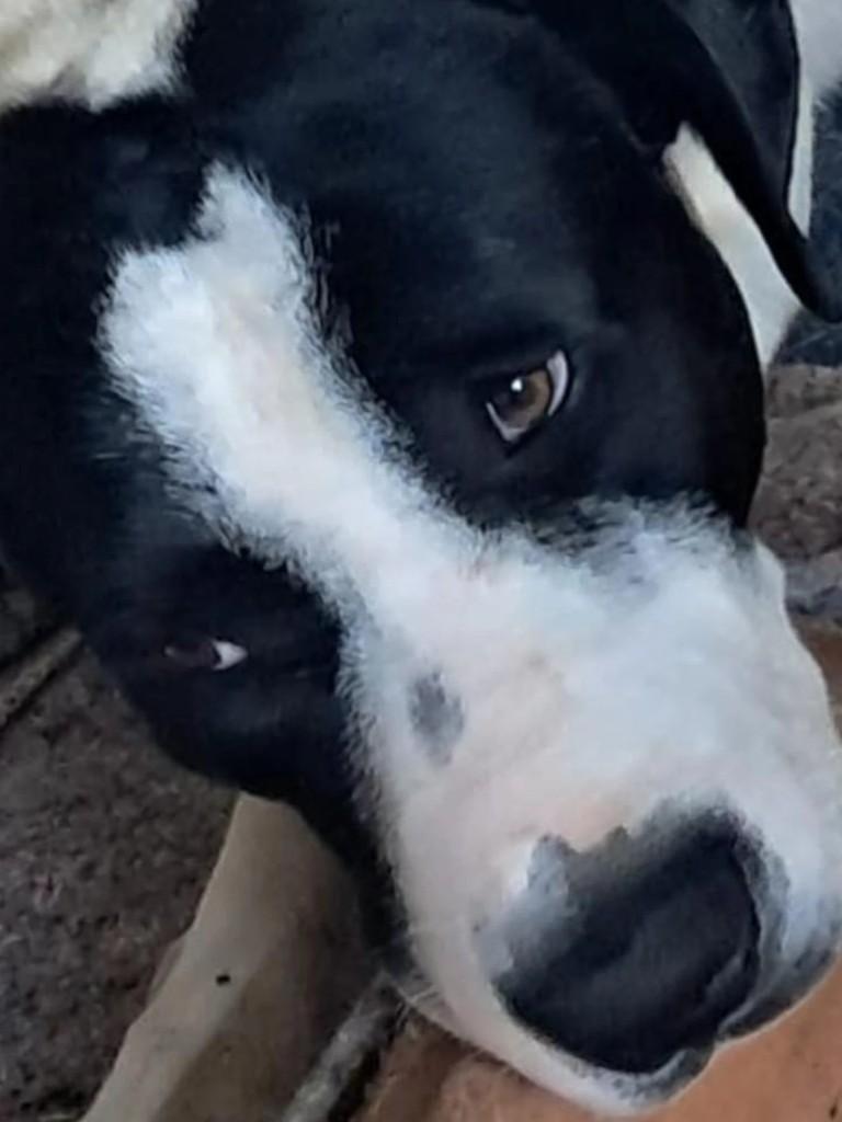 Ruk, cachorro de porte grande para adoção em Florianópolis - SC