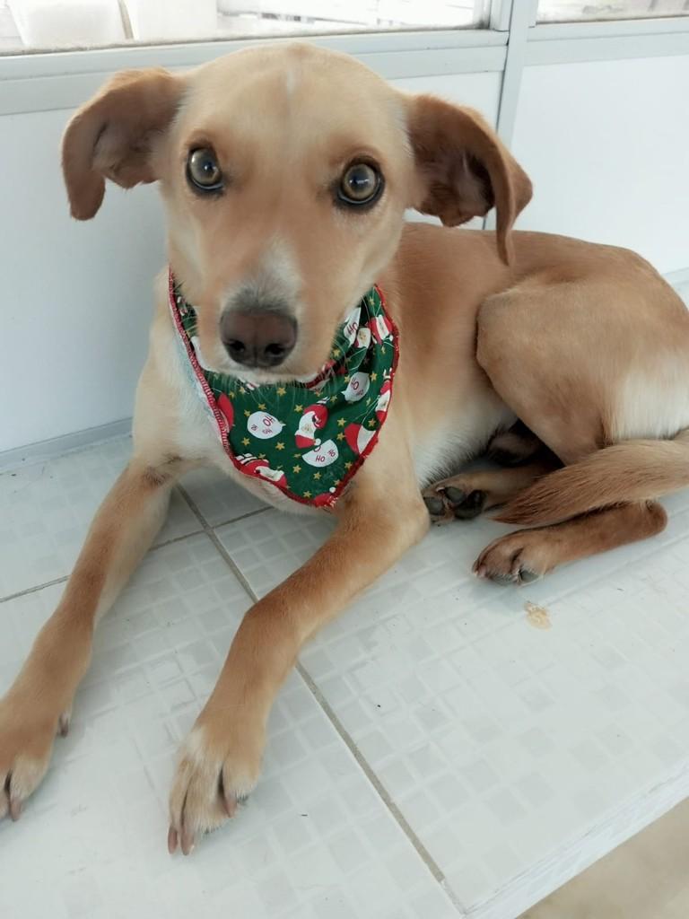 Chico, cachorro de porte médio para adoção em Florianópolis - SC