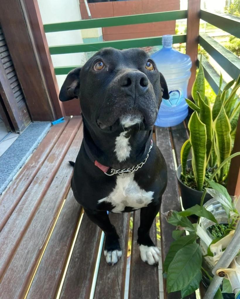Tiana, cadela de porte médio para adoção em Florianópolis - SC