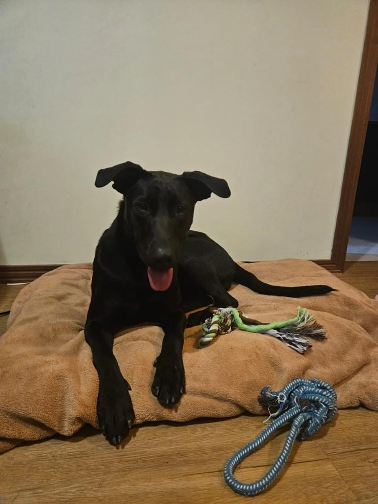 Moana, cadela de porte pequeno para adoção em Florianópolis - SC