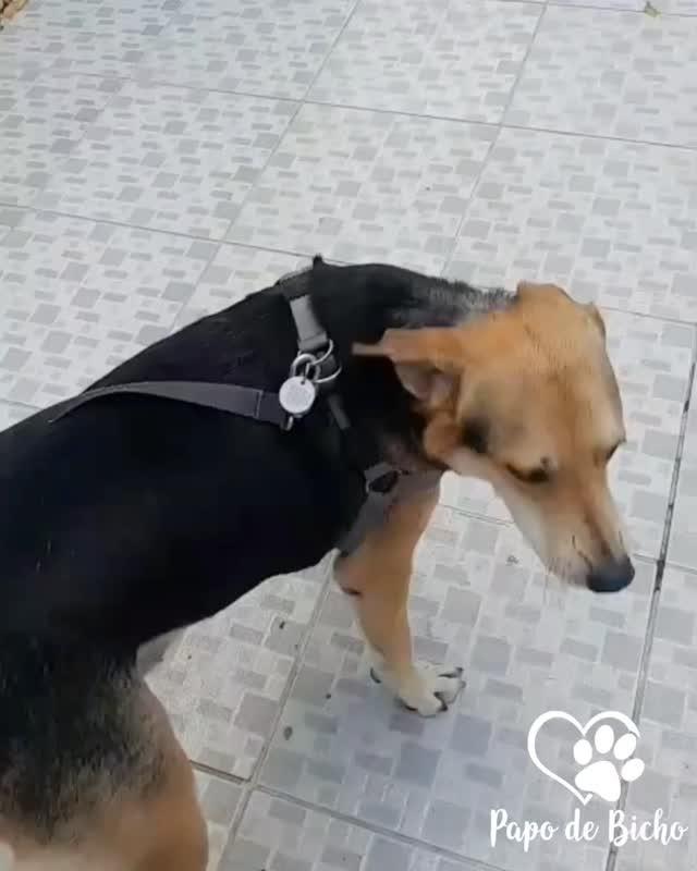 Valente, cachorro de porte médio para adoção em Florianópolis - SC