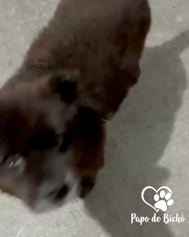 Lua, cachorro de porte pequeno para adoção em Florianópolis - SC