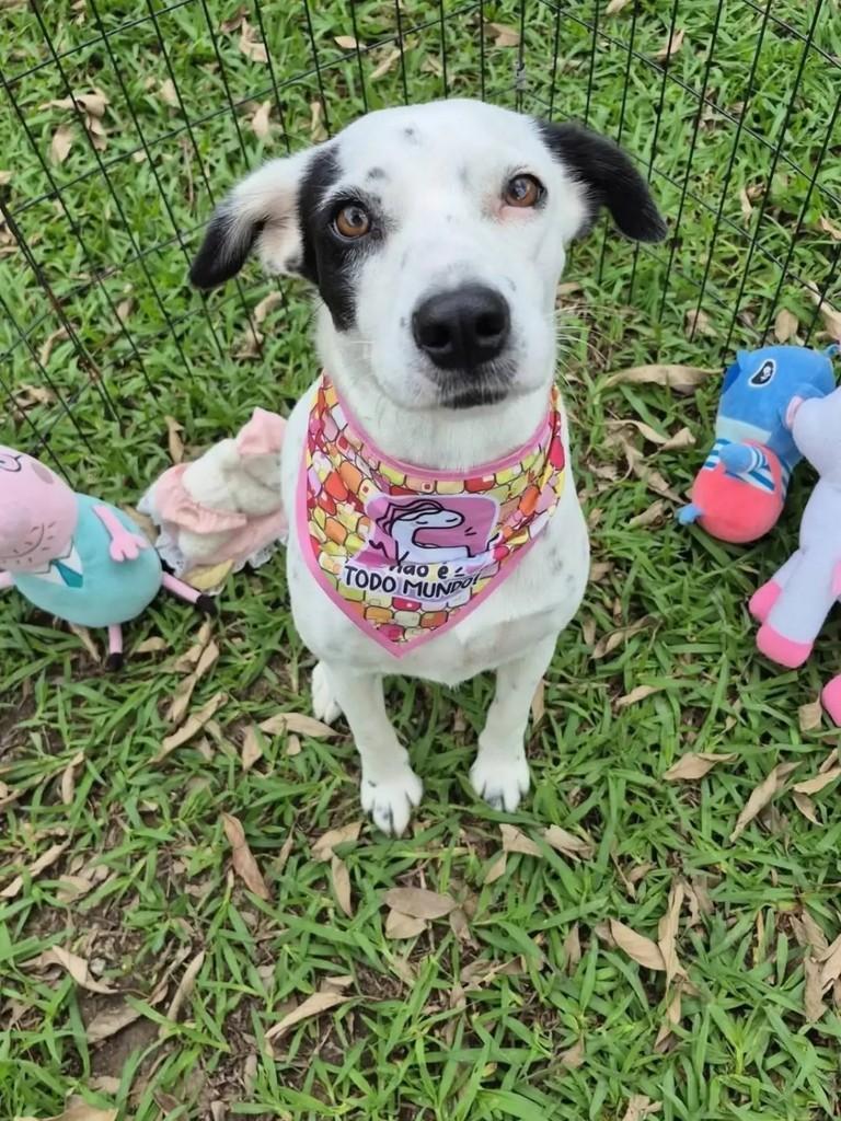 Branca, cadela de porte pequeno para adoção em Florianópolis - SC