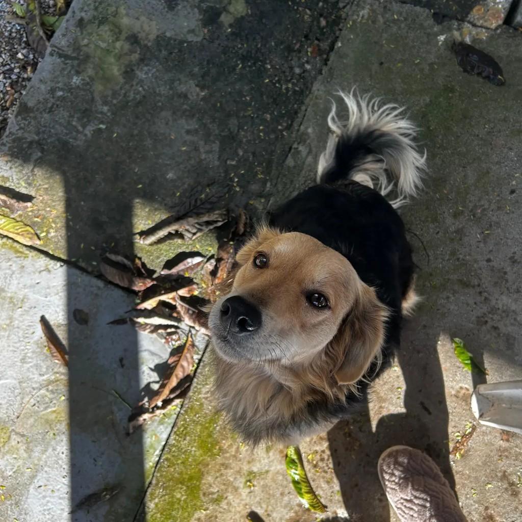 Nala, cadela de porte médio para adoção em Florianópolis - SC