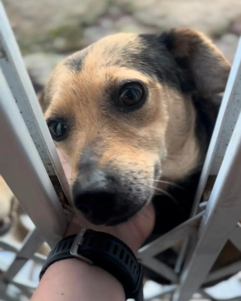 Serena, cadela de porte pequeno para adoção em Florianópolis - SC