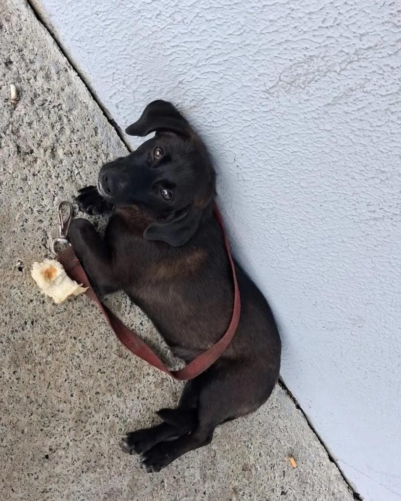 Sushi, cachorro de porte médio para adoção em Florianópolis - SC