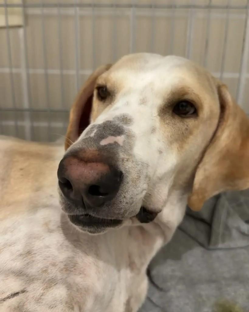 Baruk, cachorro de porte grande para adoção em Florianópolis - SC