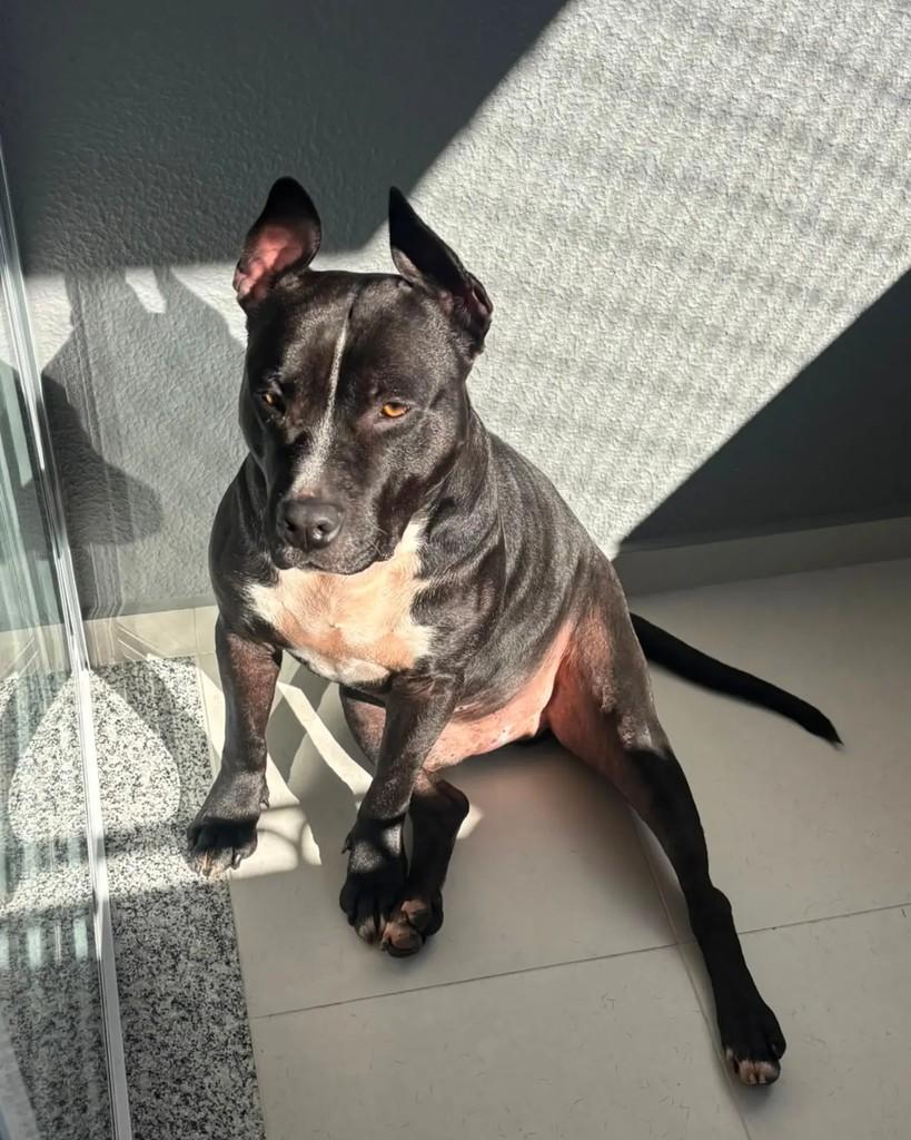 Marcos, cachorro de porte grande para adoção em Florianópolis - SC