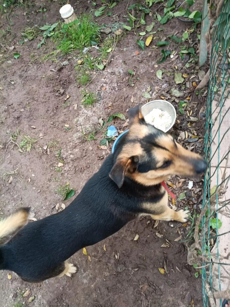 Meninão, cachorro de porte médio para adoção em Florianópolis - SC