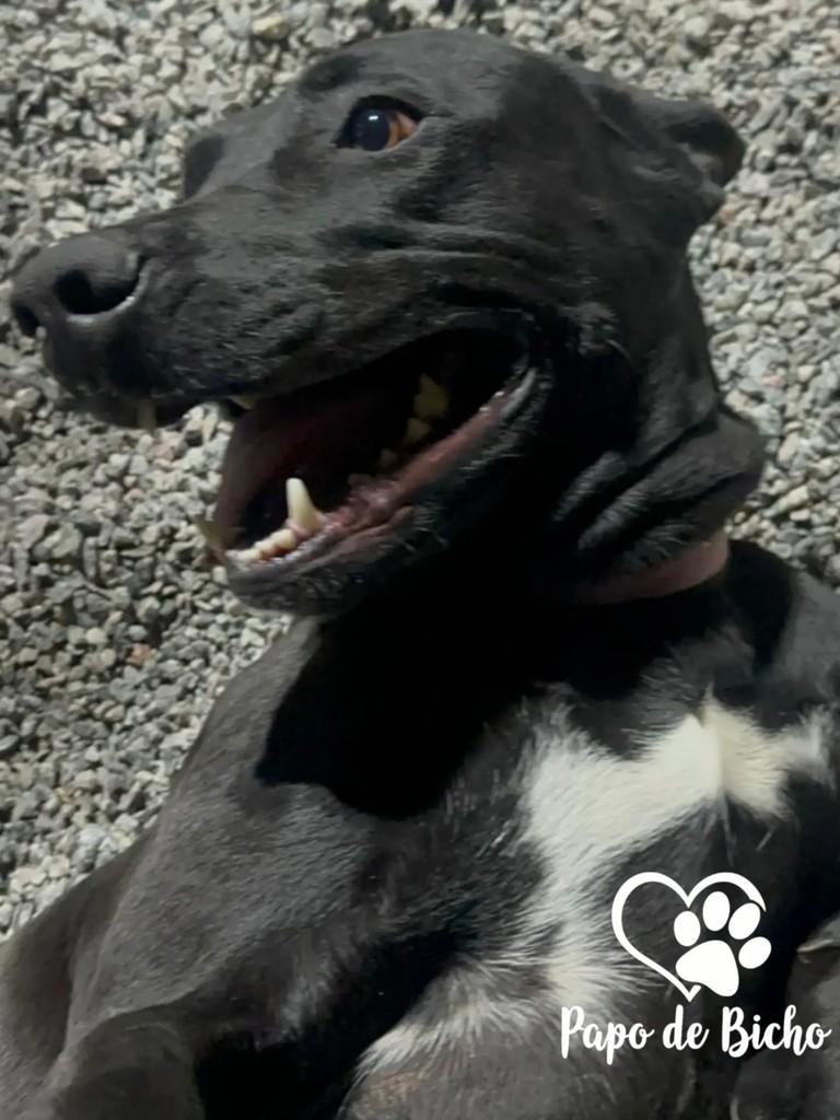 Maria, cachorro de porte médio para adoção em Florianópolis - SC