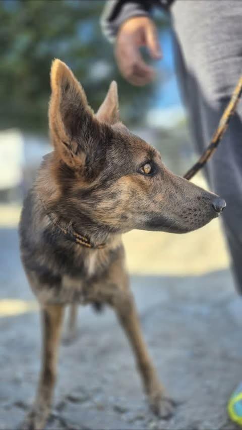 Pilar, cachorro de porte médio para adoção em Florianópolis - SC
