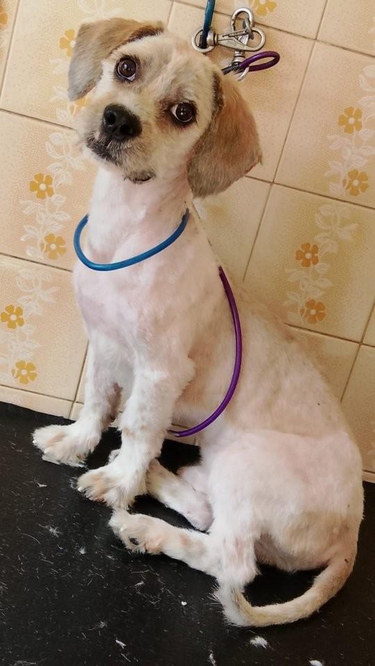 Zequinha, cachorro de porte médio para adoção em Belo Horizonte - MG