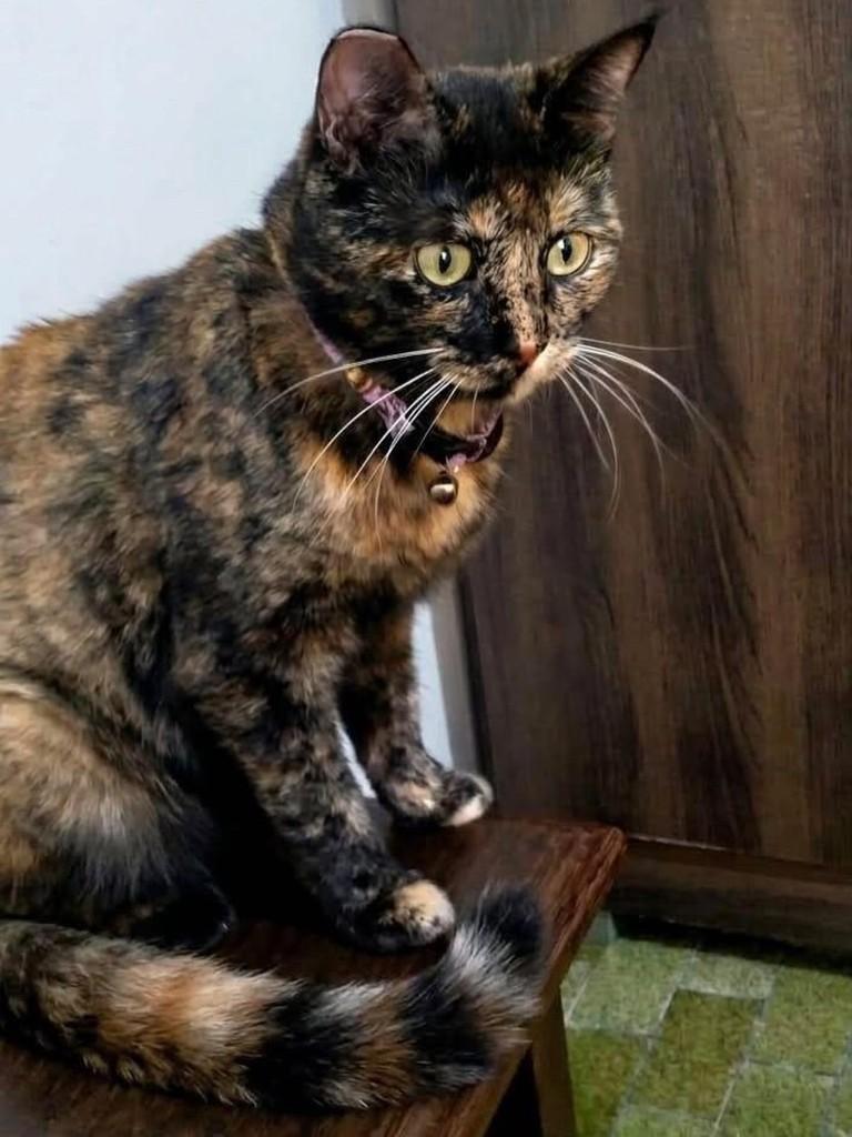 Docinho, gato de porte médio para adoção em Belo Horizonte - MG