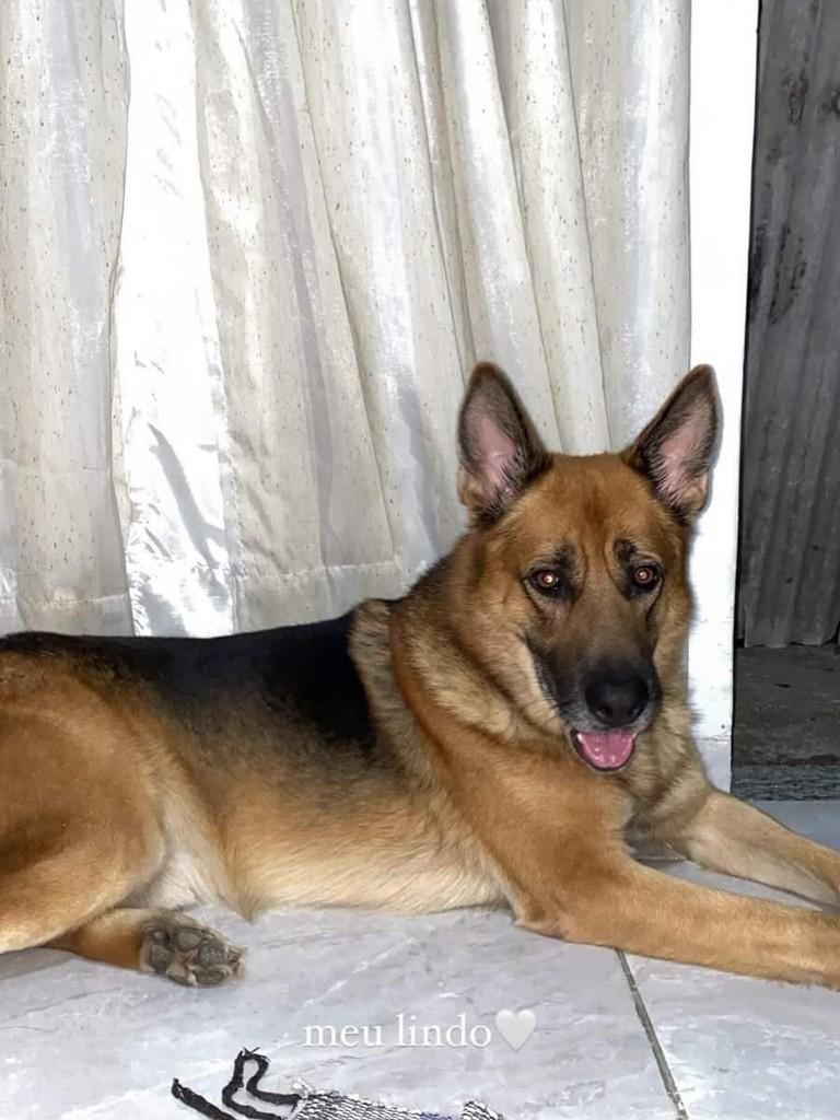 Alfredo, cachorro de porte grande para adoção em Belo Horizonte - MG