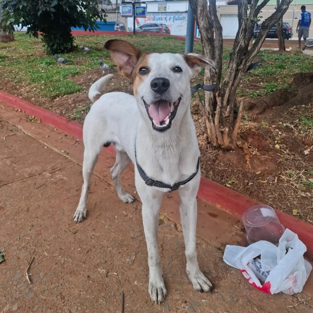 Bob, cachorro de porte médio para adoção em Belo Horizonte - MG