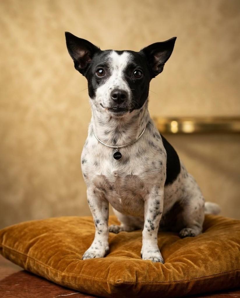 Floquinha, cachorro de porte pequeno para adoção em Belo Horizonte - MG