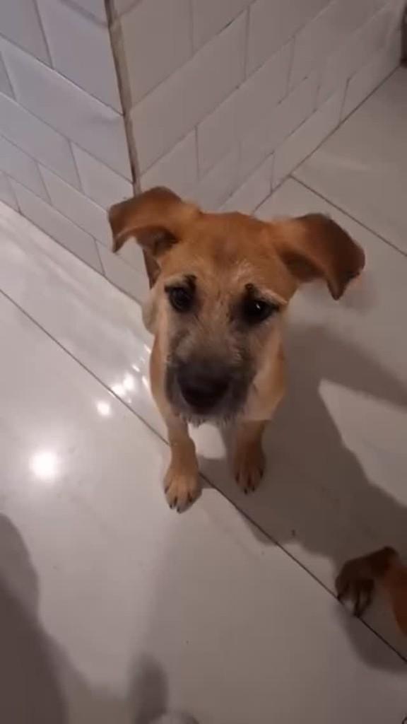 Quindim, cachorro de porte médio para adoção em Belo Horizonte - MG