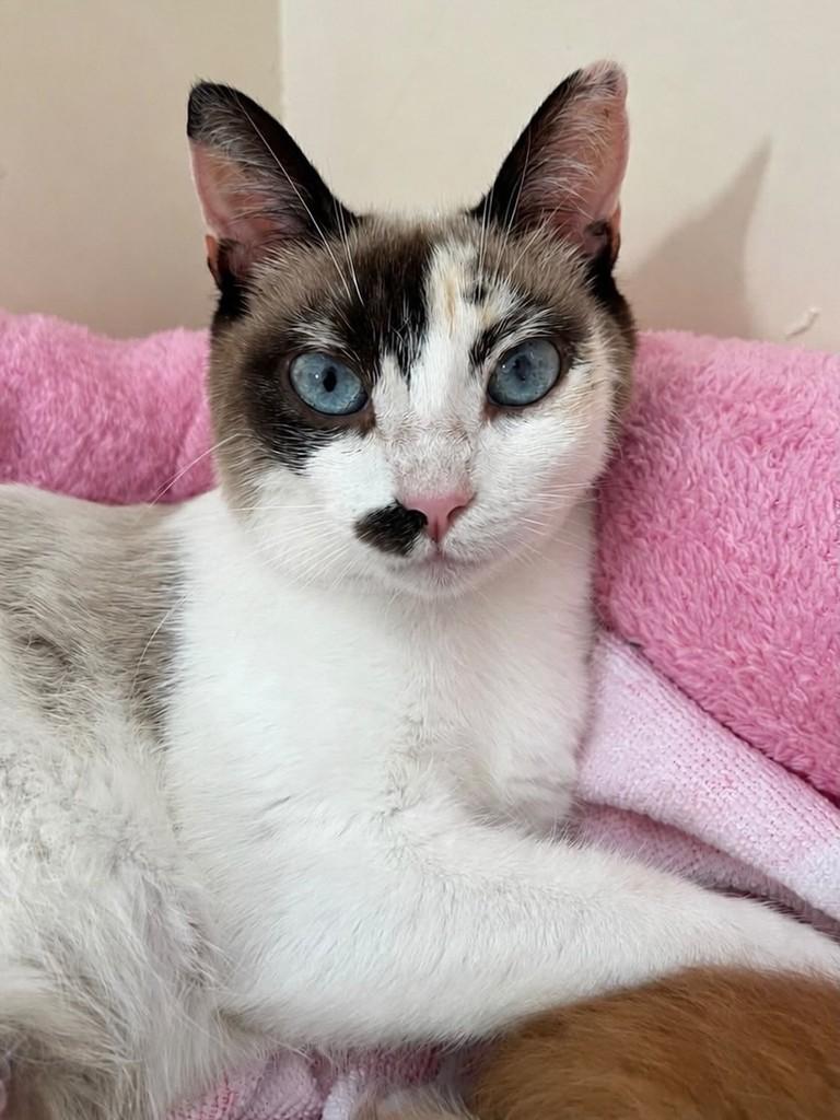 Mãezinha, gato de porte médio para adoção em Belo Horizonte - MG