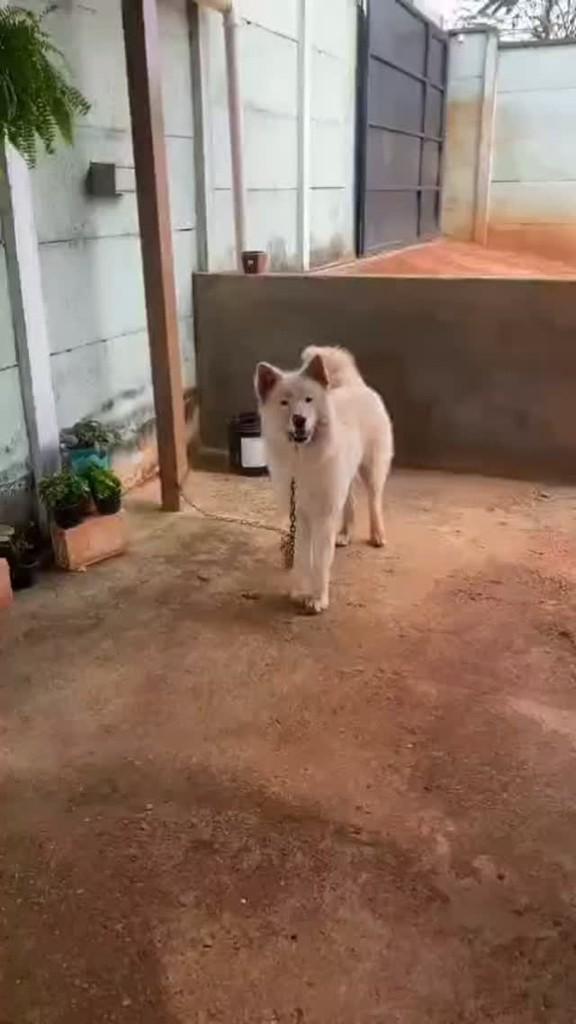 Fox, cachorro de porte médio para adoção em Belo Horizonte - MG