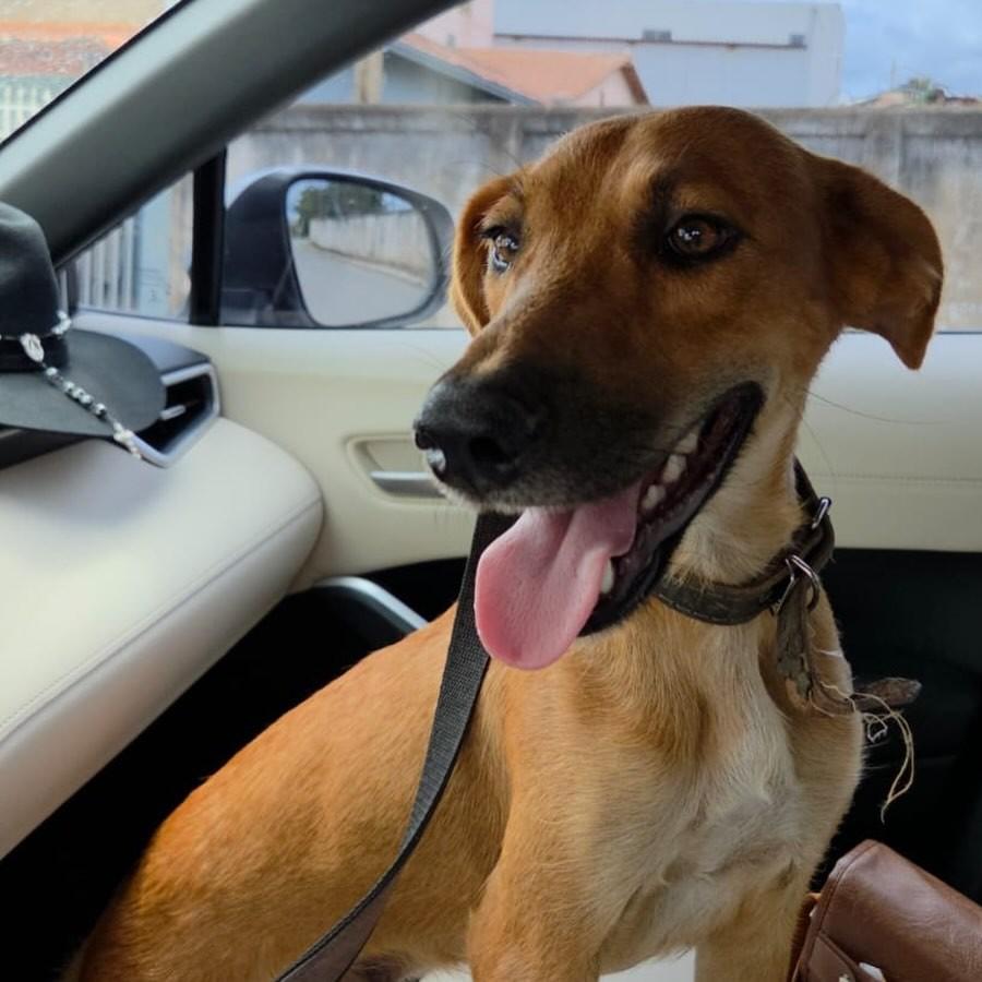 Dora, cachorro de porte médio para adoção em João Pinheiro - MG
