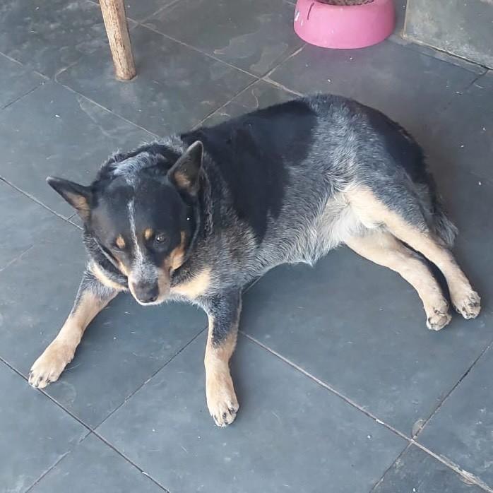 Blue Heeler, cadela de porte médio para adoção em João Pinheiro - MG