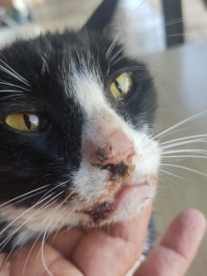 Ele, gato de porte pequeno para adoção em João Pinheiro - MG