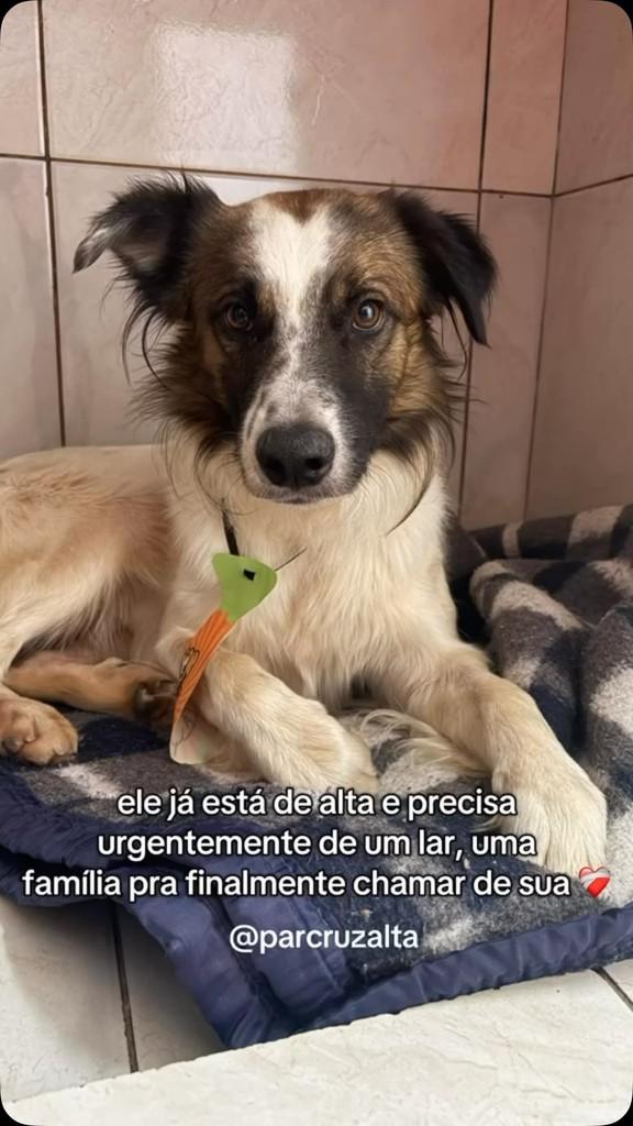 Tufão, cachorro de porte grande para adoção em Cruz Alta - RS