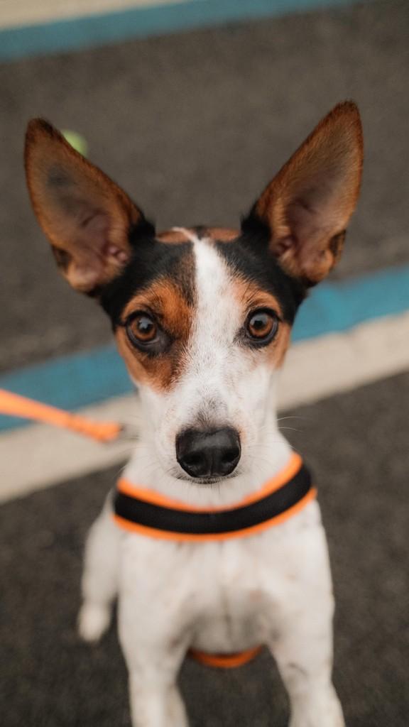 Claudinha, cachorro de porte médio para adoção em São Paulo - SP