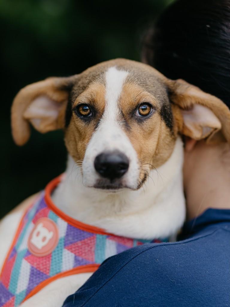 Tunico, cachorro de porte pequeno para adoção em Lavras - MG
