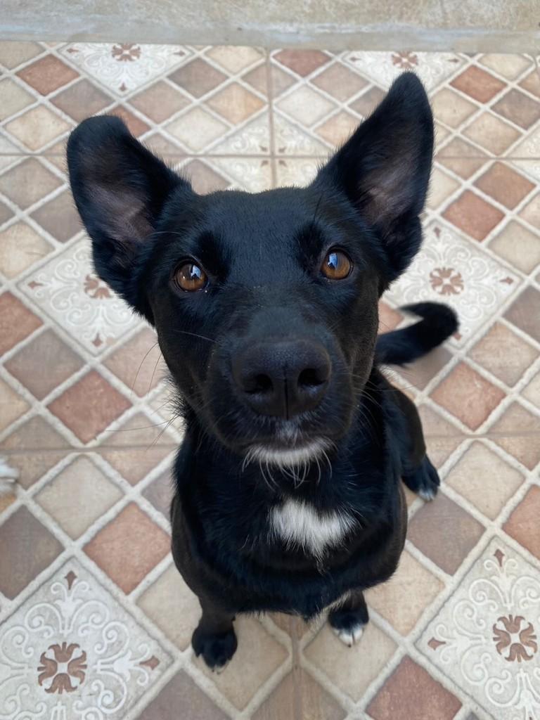 Pretinha, cachorro de porte pequeno para adoção em Lavras - MG