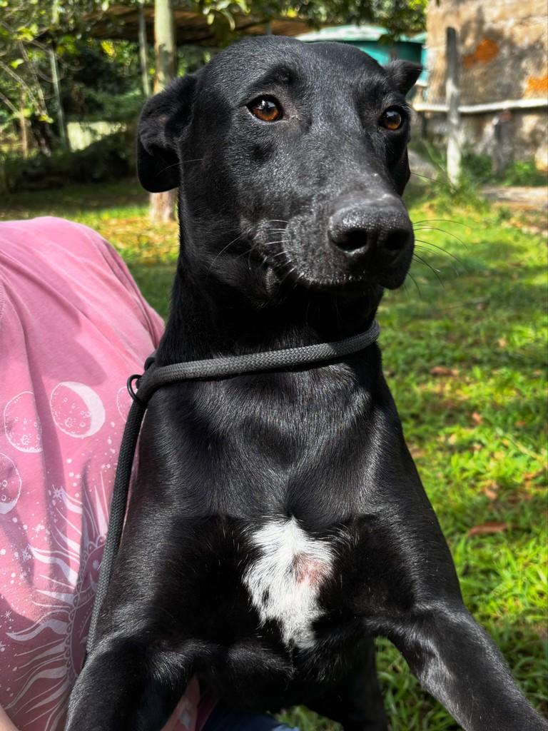 Rodolfo, cachorro de porte médio para adoção em Lavras - MG