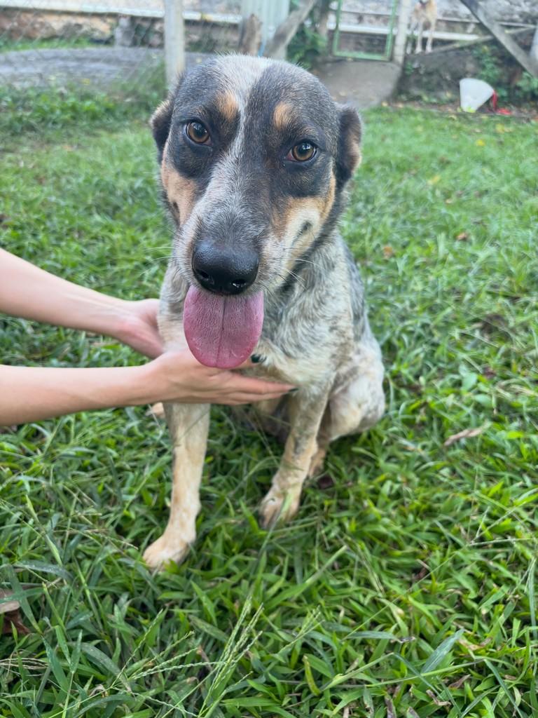 Mocinha, cachorro de porte médio para adoção em Lavras - MG
