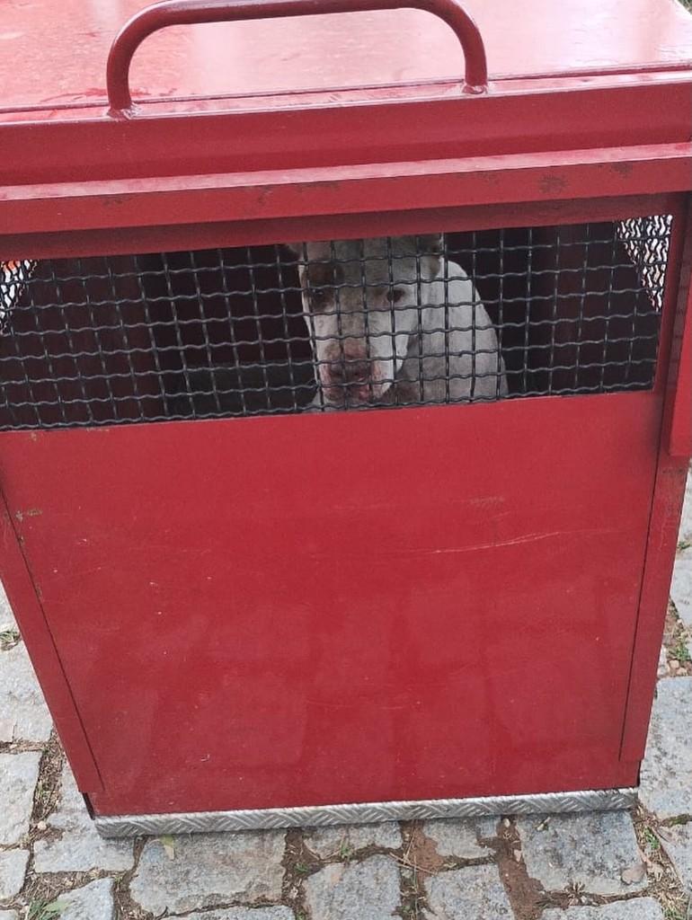 Dora, cachorro de porte pequeno para adoção em Lavras - MG