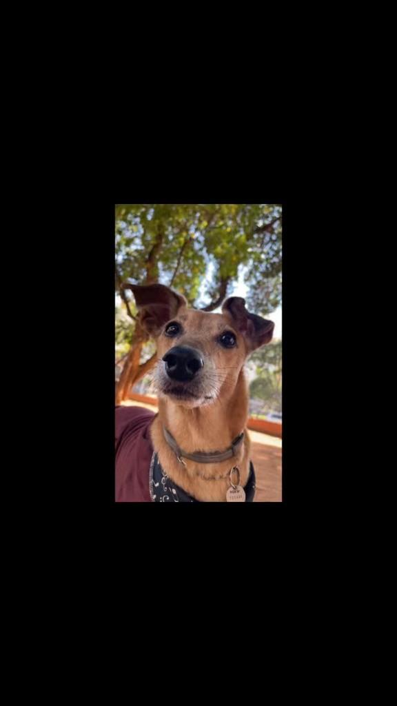Canguru, cachorro de porte grande para adoção em Lavras - MG