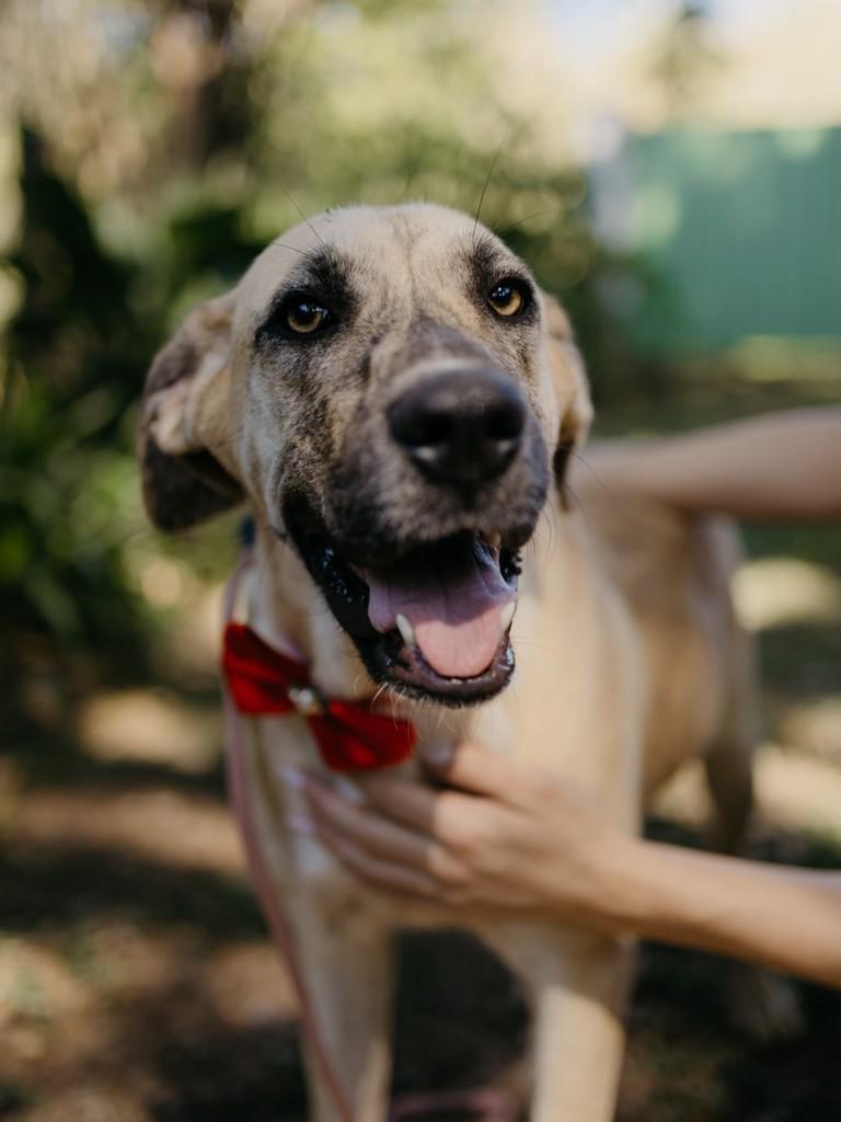 Ravena, cachorro de porte médio para adoção em Lavras - MG