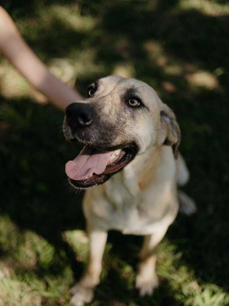 Ravena, cachorro de porte médio para adoção em Lavras - MG — foto 5 de 8