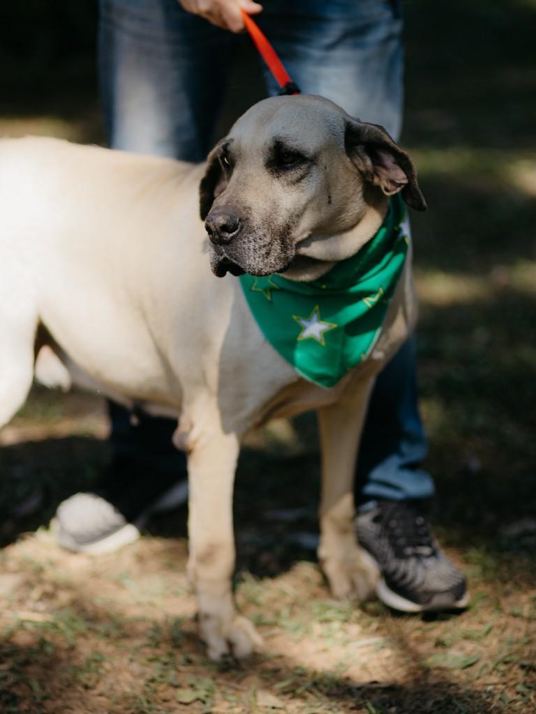 Lola, cadela de porte grande para adoção em Lavras - MG — foto 3 de 16