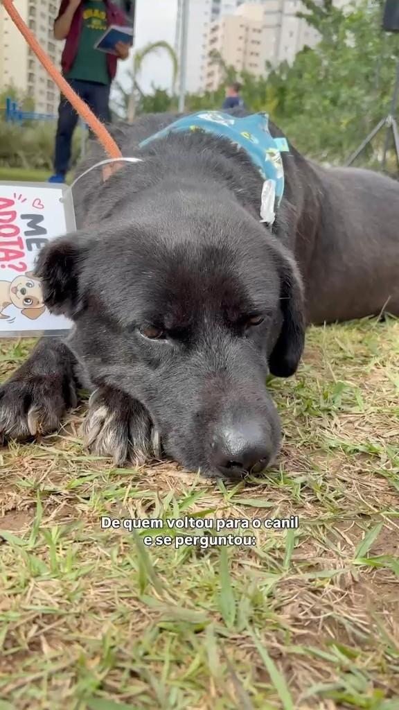 Negão, cachorro de porte grande para adoção em Mogi das Cruzes - SP