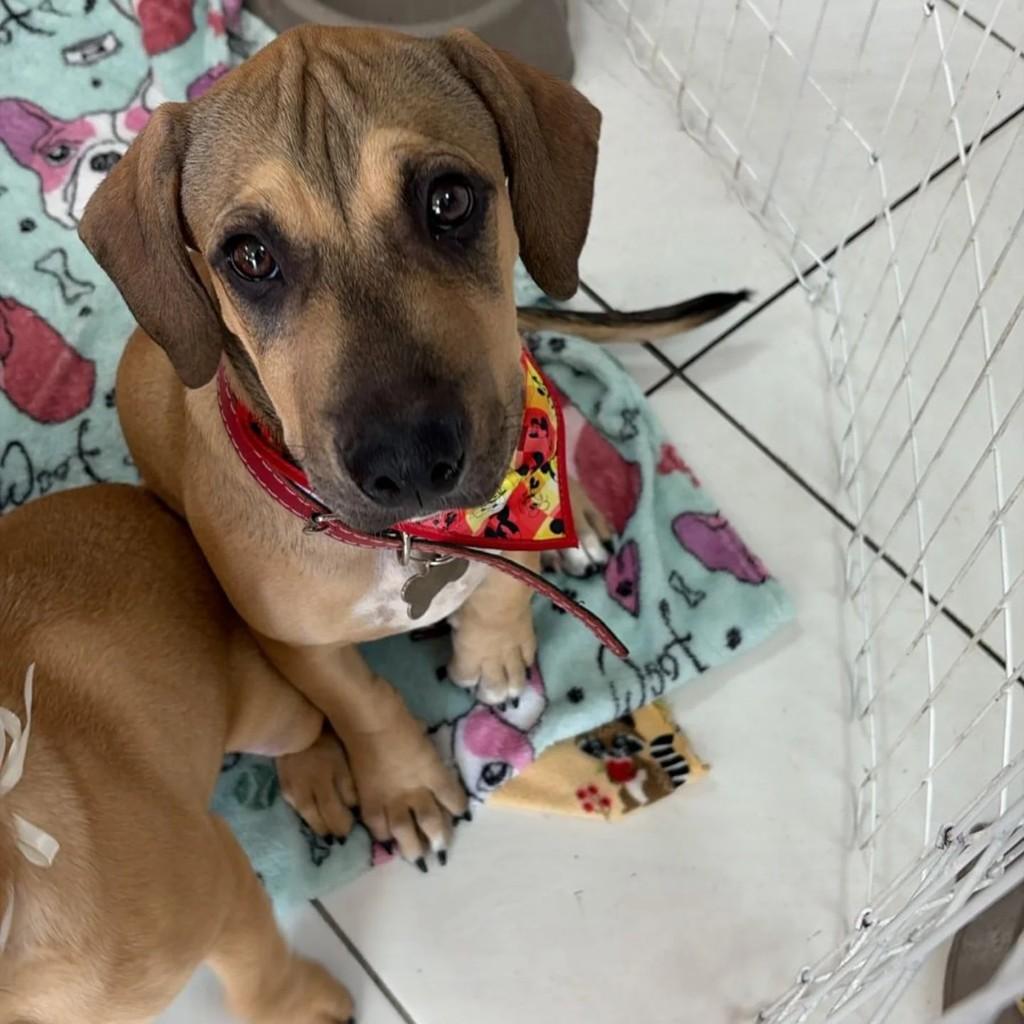 Chocotone, cachorro de porte pequeno para adoção em São Francisco - SP