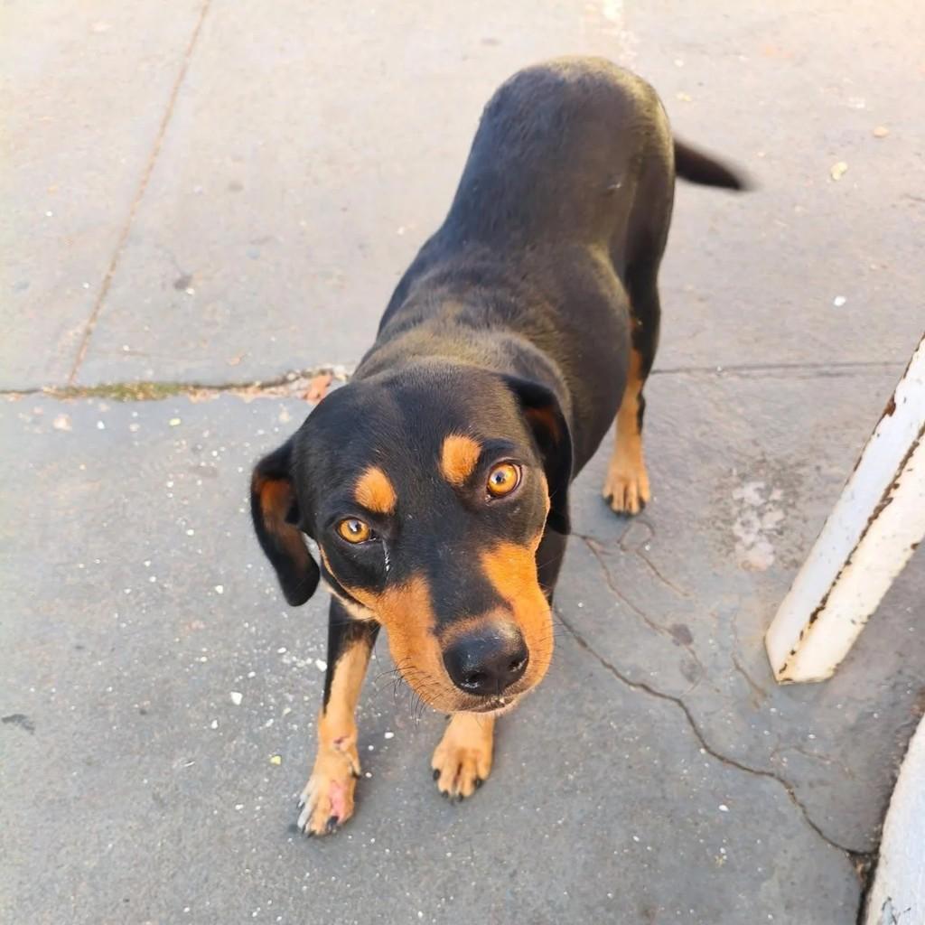 Cachorra, cadela de porte médio para adoção em Presidente Prudente - SP