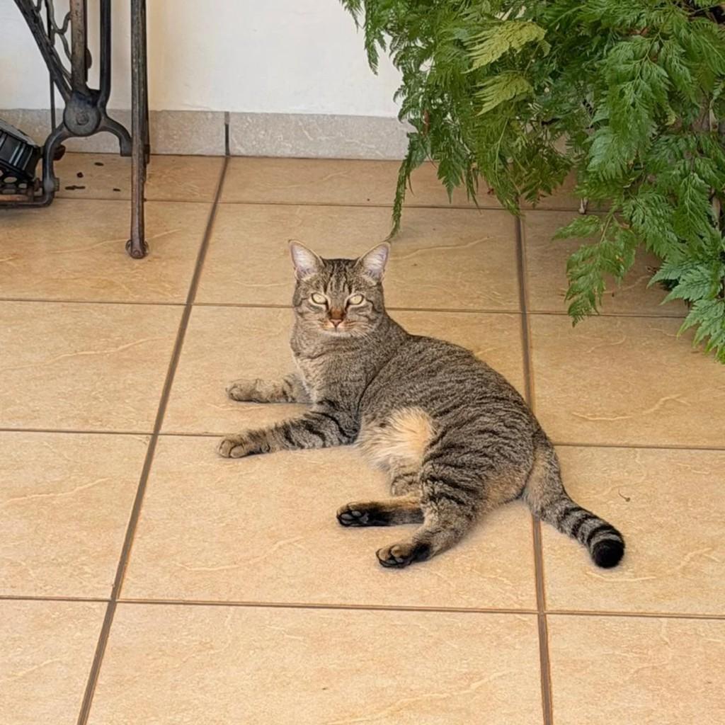 Mocinha, gata de porte médio para adoção em Presidente Prudente - SP